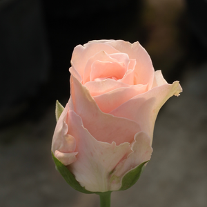 Pоза Цсини Цсани - розов - Чайно хибридни рози 